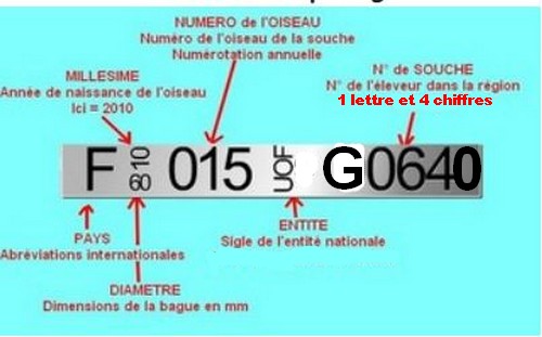 baguer un oiseau
