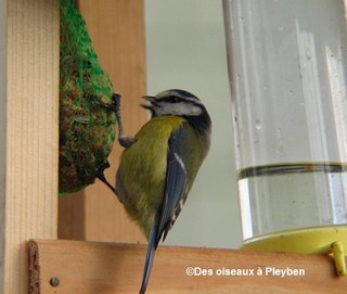 mésange bleue