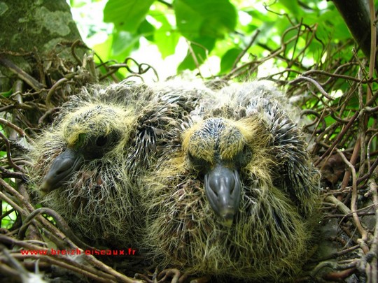 jeunes pigeons ramiers